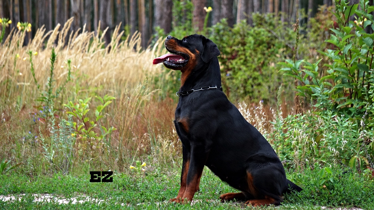 Horsman Style Laima 1