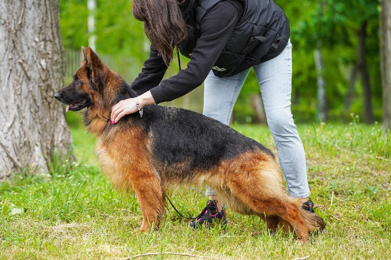 Pelagea01