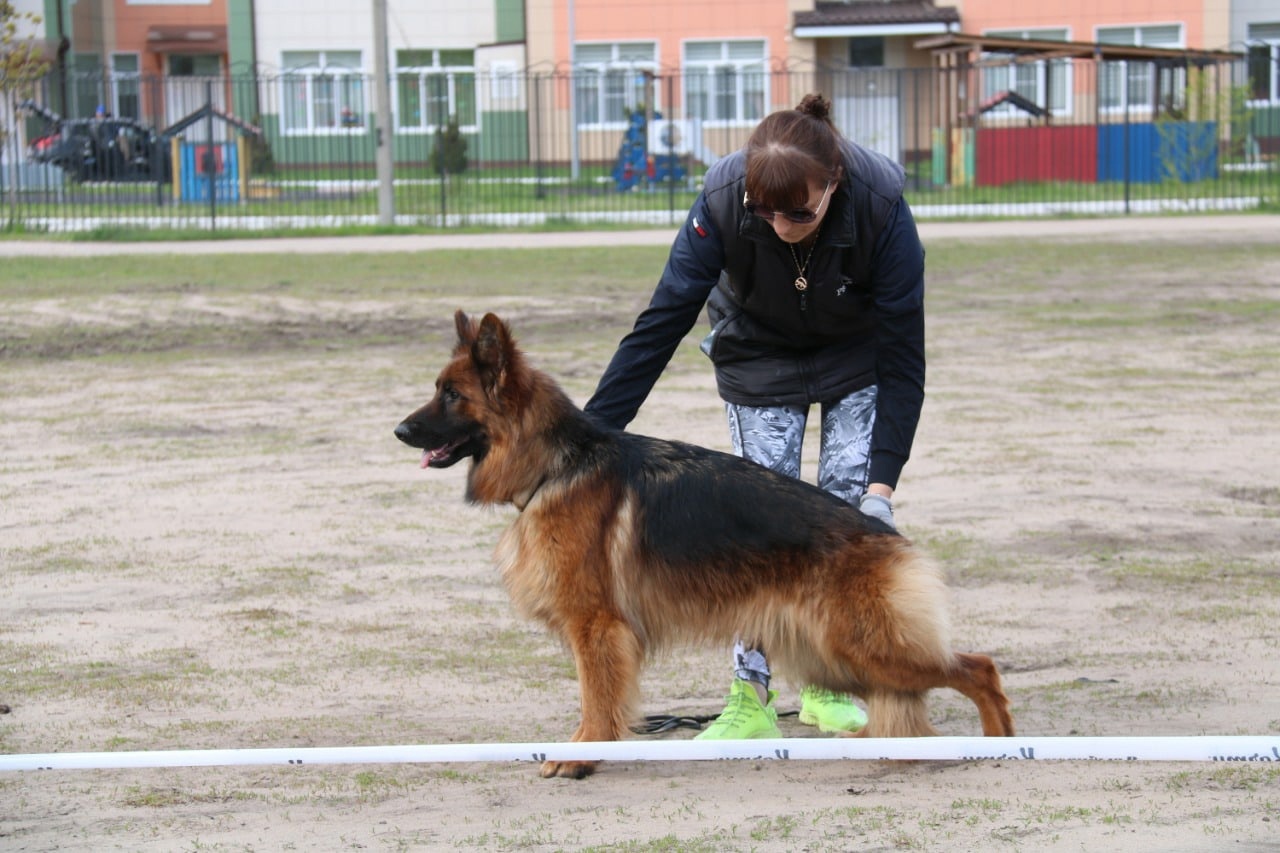 Сhernika